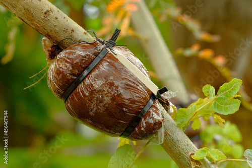 Grafting is an agricultural technique for forming branches. grafting to continue growing together photo