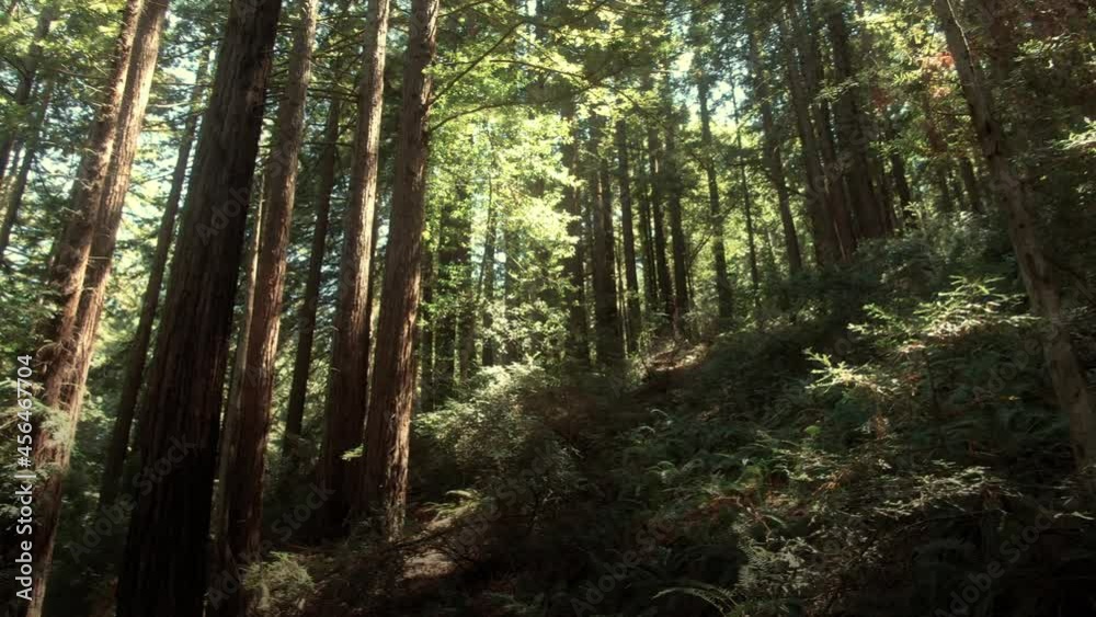 Aerial: Tracking In Redwood Forest, California, USA Aerial: Tracking In Redwood Forest, California, USA