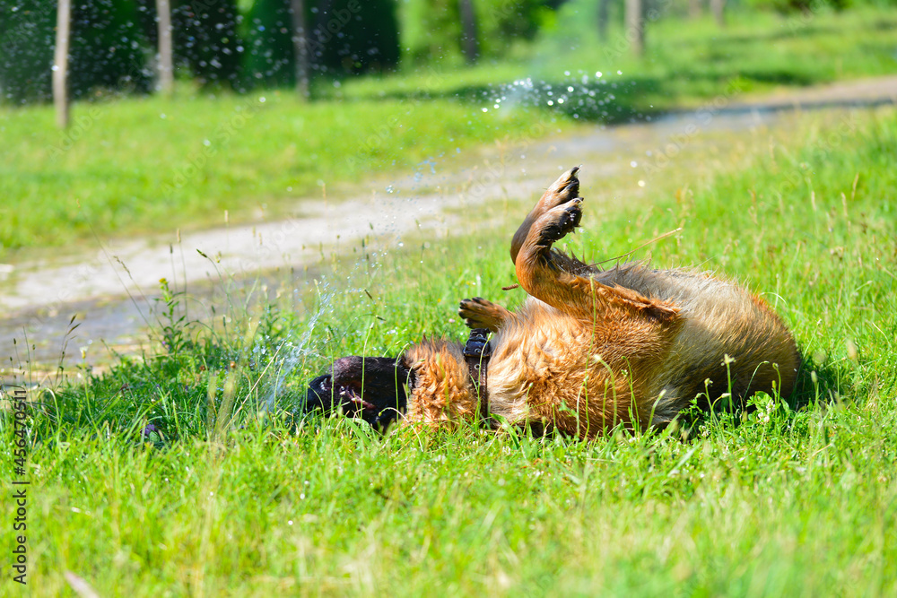 Dogs holidays Dogs holidays