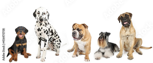 group of different dogs with Rottweiler Dalmatian bulldog miniature schnauzer and bullmastiff isolated on white background