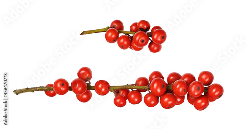 Set of Winterberry Holly (Ilex verticillata) twigs with red berries isolated