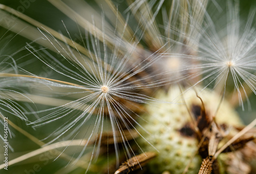 detail of dandelion seed head half blown away © Petr