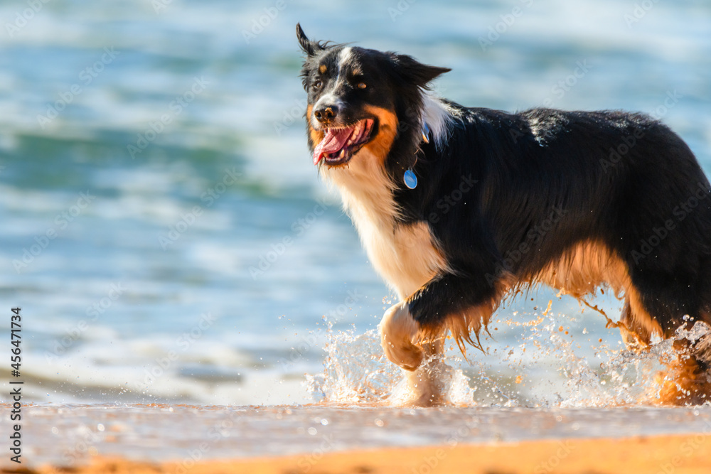 Border Collie enjoying a splash at the beach Border Collie enjoying a splash at the beach