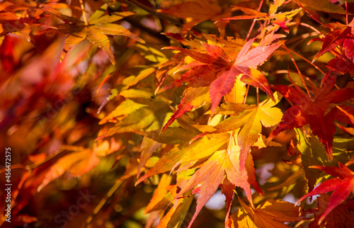 見事に紅葉した秋色の葉が木漏れ日に光って眩しいくらい
