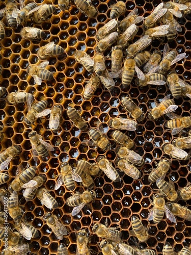 bees on honeycomb