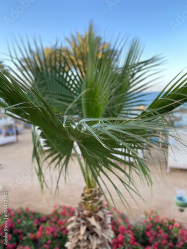 palm tree in the garden