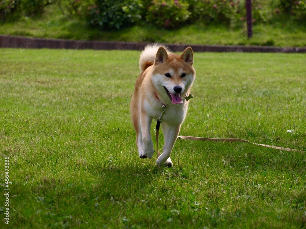 公園で遊ぶ柴犬