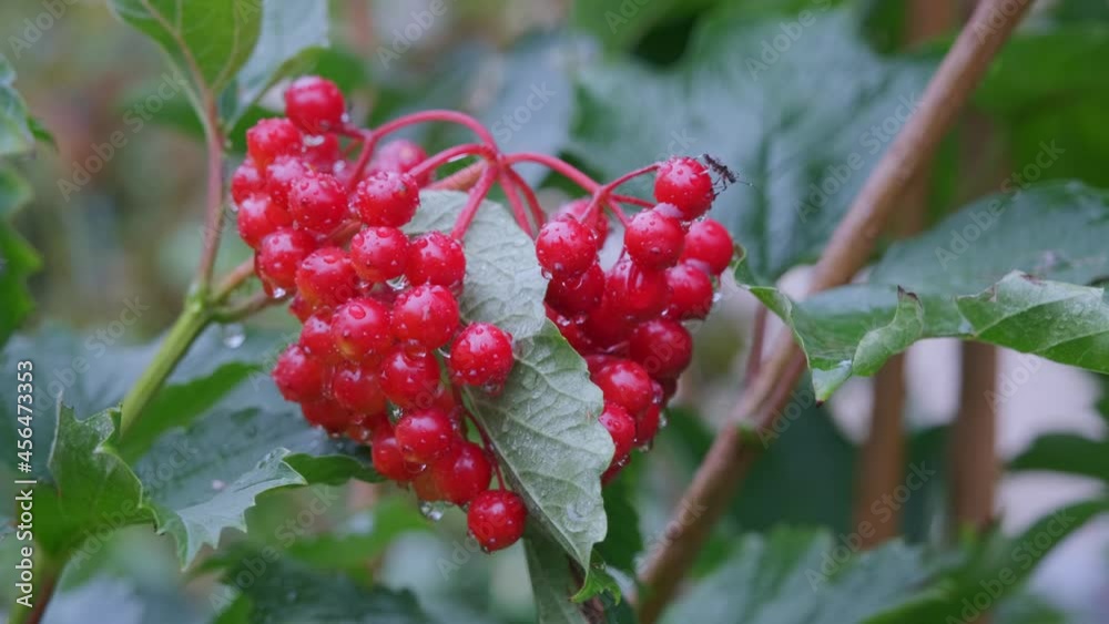 Red viburnum branch in the garden. Viburnum berries with raindrops. Red viburnum branch in the garden. Viburnum berries with raindrops.
