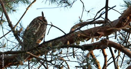 long-eared owl before hunting in the forest 4k