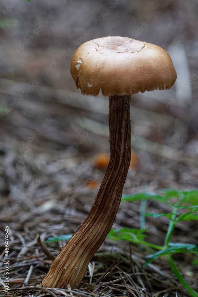 Fruiting body of little nonedible mushroom