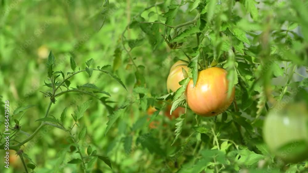 Fresh big tomatoes in greenhouse. Fresh big tomatoes in greenhouse.