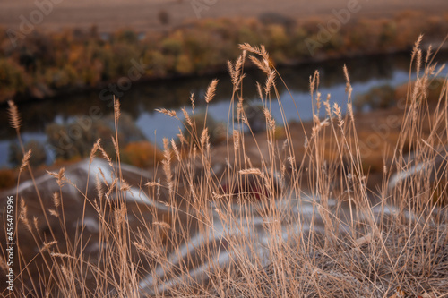 reeds on the bank of lake