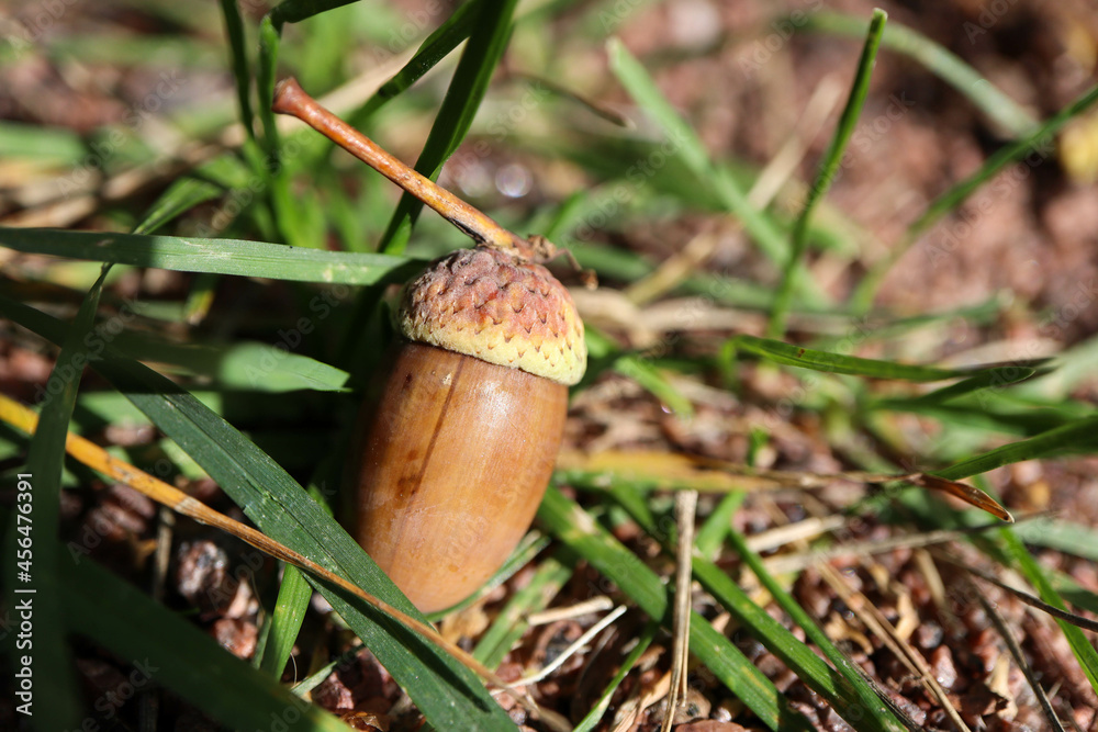 acorn in a cup-shaped cupule on the grass macro view acorn in a cup-shaped cupule on the grass macro view
