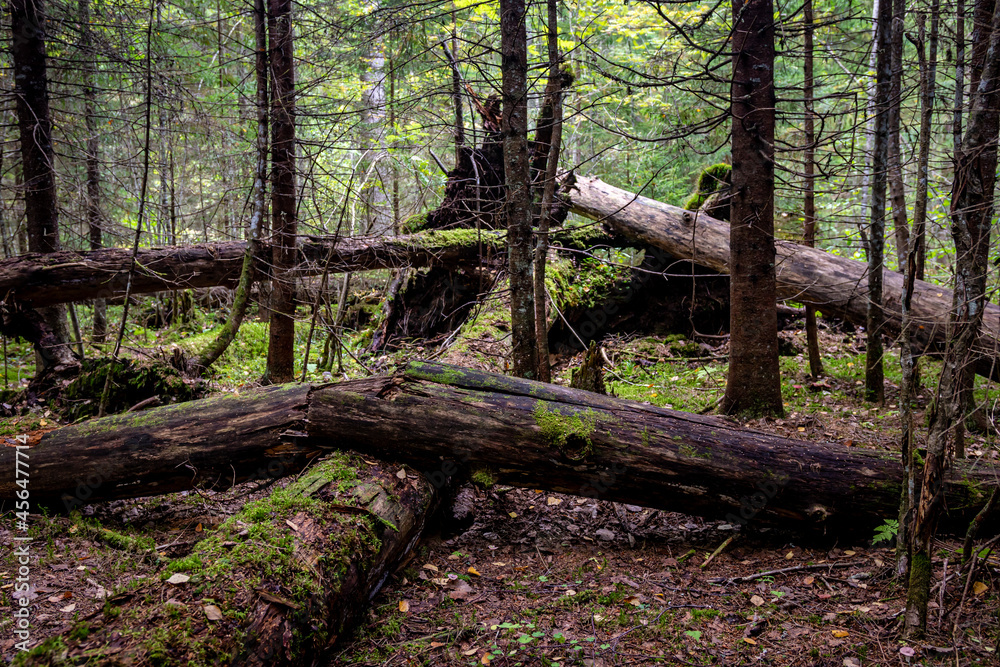 Tree trunks in the forest overgrown with mosses as a background Tree trunks in the forest overgrown with mosses as a background
