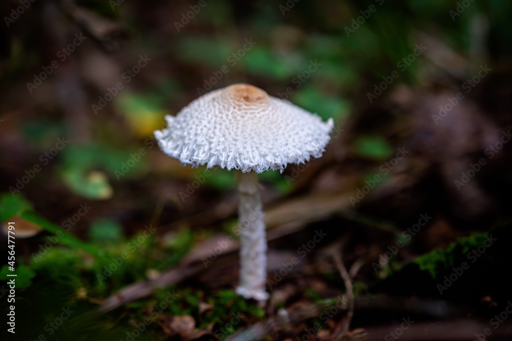 poisonous mushrooms in the forest in autumn poisonous mushrooms in the forest in autumn