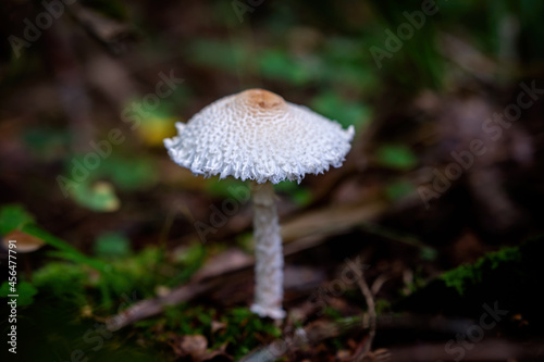 poisonous mushrooms in the forest in autumn