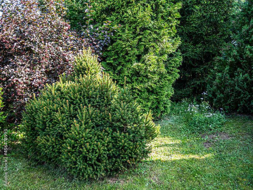Fototapeta premium View of trees and bushes in the garden in summer.