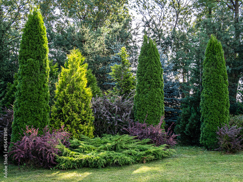View of trees and bushes in the garden in summer.