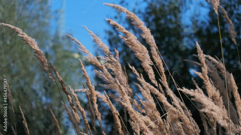 Meadow dry grass in breeze in the morning sun close up video 4K UHD Meadow dry grass in breeze in the morning sun close up video 4K UHD