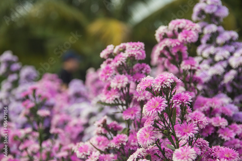 Lavender colored Chomphu and cut flower fields in the natural garden background.