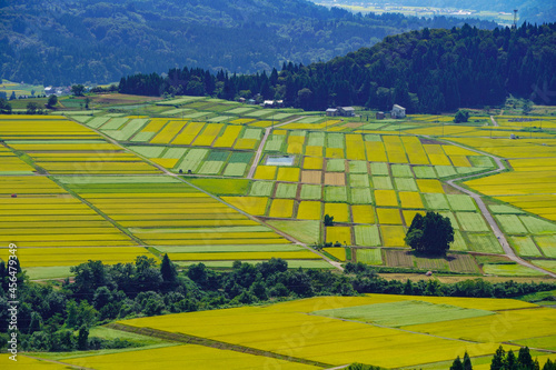 浅葱色のストライプに見えるそば畑と稲穂の黄金色がパッチワークのように美しい米処新潟県小千谷市の田園風景 photo
