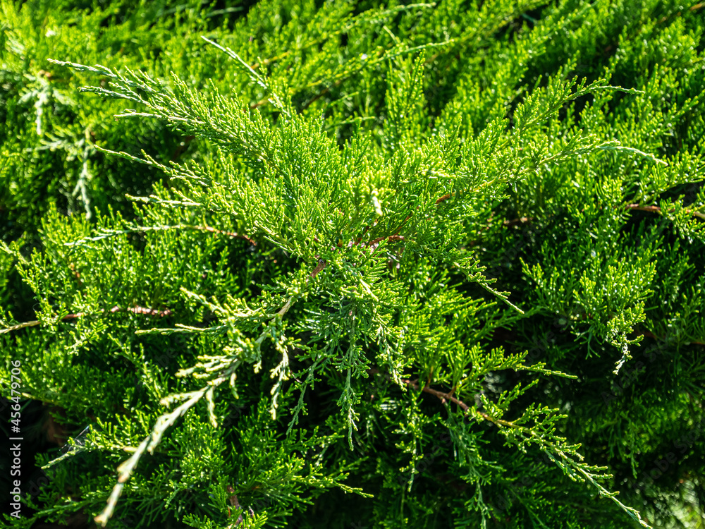 Fototapeta premium View of trees and bushes in the garden in summer.