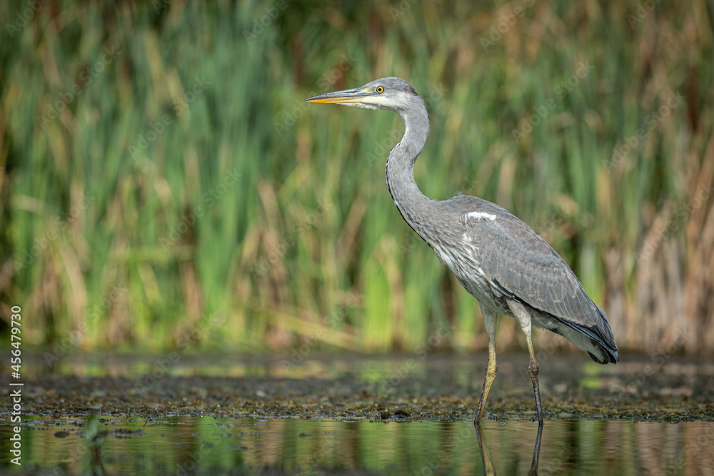A gray grey heron, Ardea cinerea, fishing, As it stands in the water looking to the right. A gray grey heron, Ardea cinerea, fishing, As it stands in the water looking to the right.