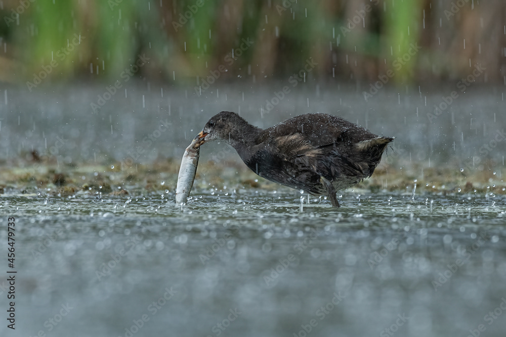 Fototapeta premium close up and low level photograph of a young moorhen, Gallinula chloropus, as it catches a fish. The weather is heavy rain seen on the water