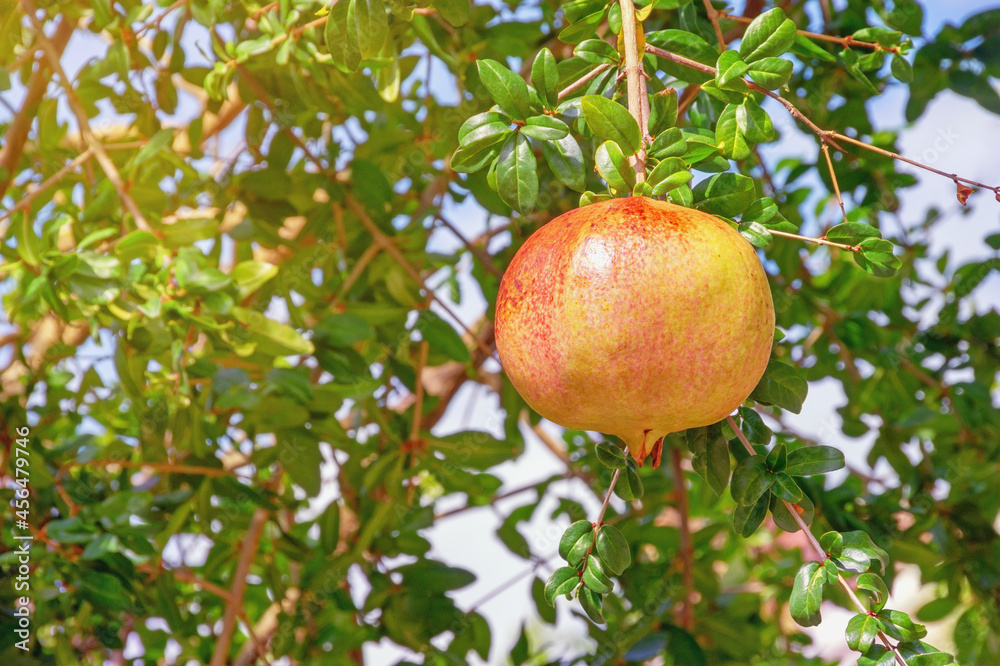Branches of pomegranate tree with leaves and one ripe fruit on sunny autumn day Branches of pomegranate tree with leaves and one ripe fruit on sunny autumn day