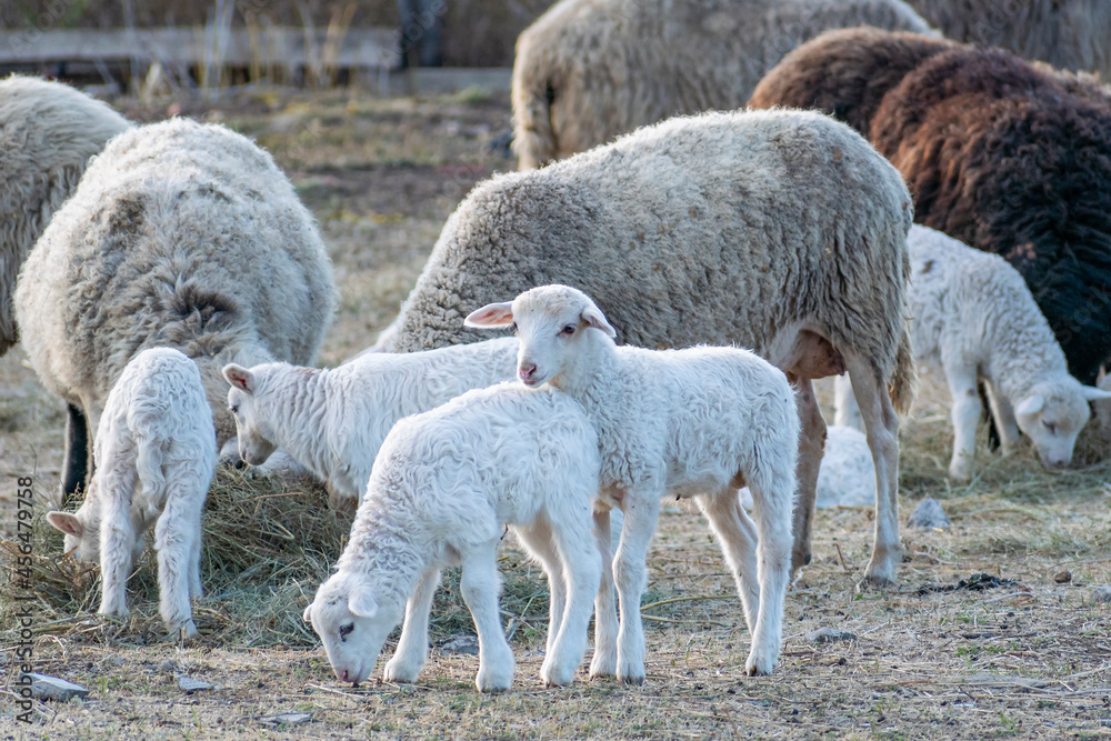 A group of white young lambs and adult sheep graze on a closed lawn. They eat hay. A group of white young lambs and adult sheep graze on a closed lawn. They eat hay.
