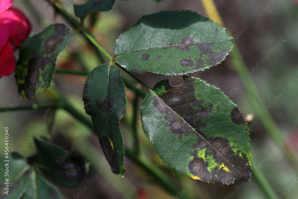 Plant disease in roses such as mildew or rust are common. Leaf spot disease black spot - Diplocarpon rosae, caused by a fungal infection. Closeup Plant disease in roses such as mildew or rust are common. Leaf spot disease black spot - Diplocarpon rosae, caused by a fungal infection. Closeup