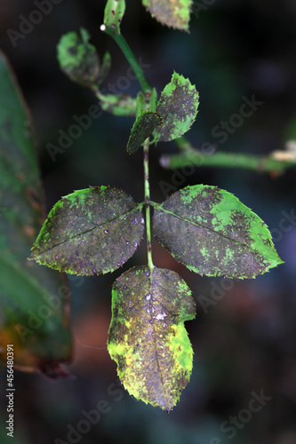 Plant disease in roses such as mildew or rust are common. Leaf spot disease black spot - Diplocarpon rosae, caused by a fungal infection. Closeup photo
