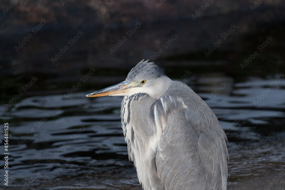 Grey heron near pond in winter time. Grey heron near pond in winter time.