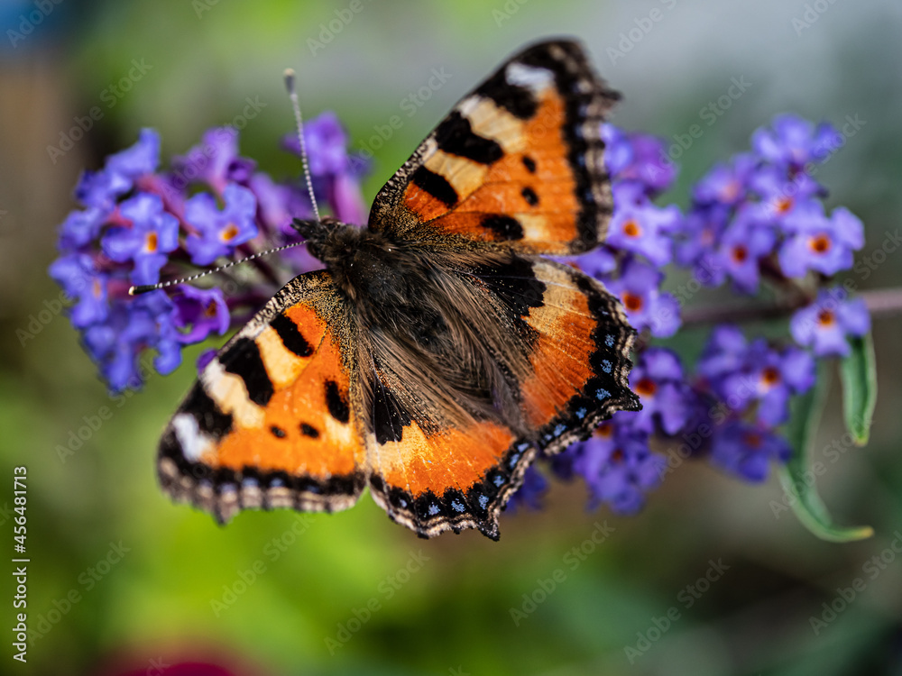 View of beautiful butterfly sitting on the summer flowers. View of beautiful butterfly sitting on the summer flowers.