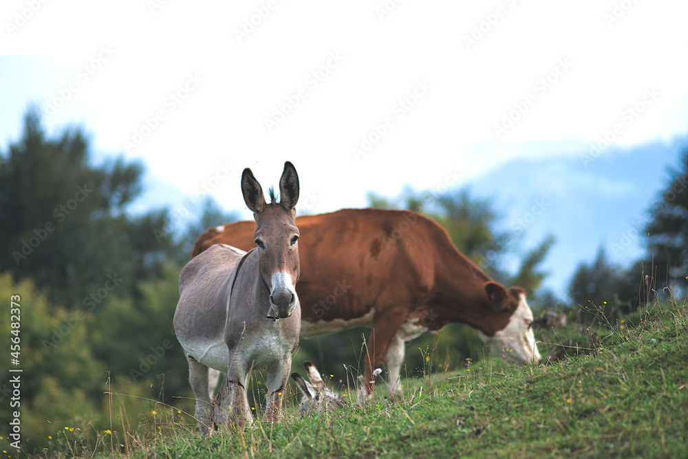 Donkey near grazing cow in northern Italy Donkey near grazing cow in northern Italy