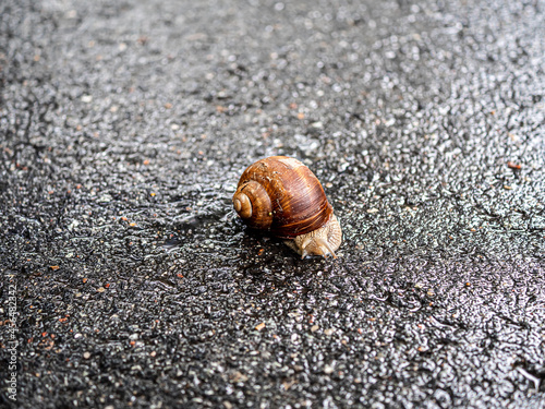 snail on the road