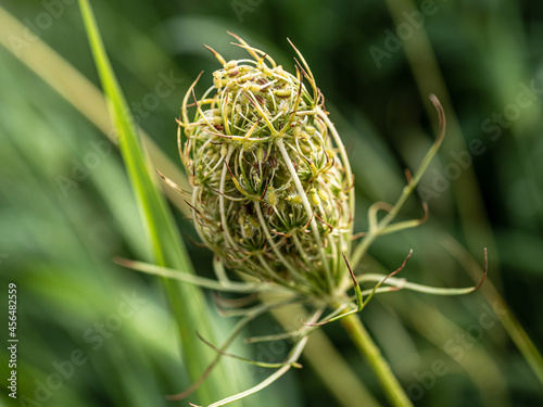 close up of a grass