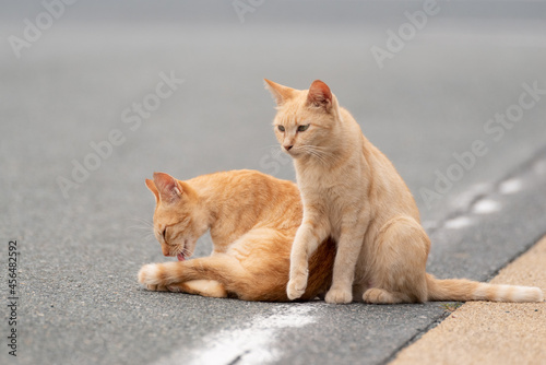 仲良く過ごす猫