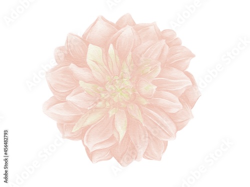 Watercolor illustrations of a dahlia flower in a delicate bed color