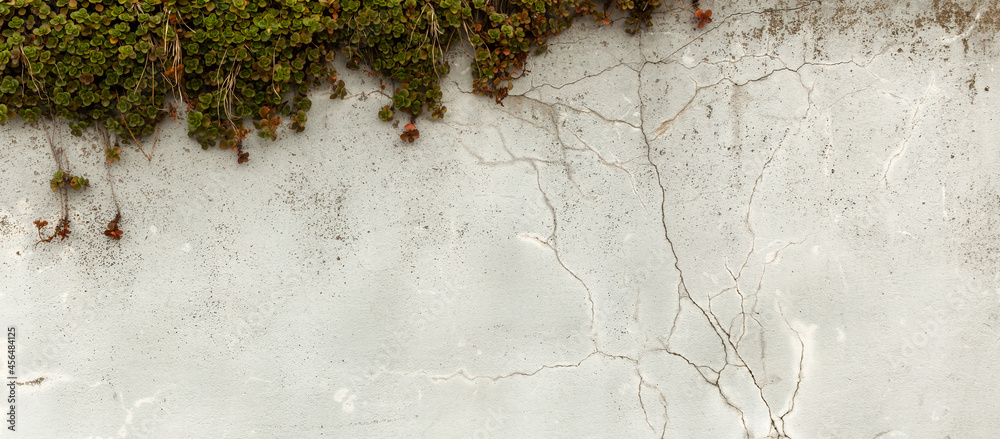 Naturalne tło postarzanego muru z teksturą pęknięć z zieloną rośliną - rozchodnik. 	 - obrazy, fototapety, plakaty 