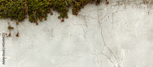 Naturalne tło postarzanego muru z teksturą pęknięć z zieloną rośliną - rozchodnik. 