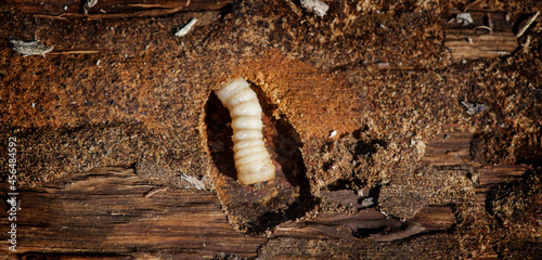 Wood worm makes damage. Woodworm. Bark beetle larvae on the the bark wooden surface. Insect pest spoils raw wood closeup. Wood-Boring Beetle. Holes in furniture. Pests. photo