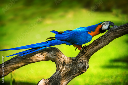 Blue-and-yellow macaw sitting on branch 