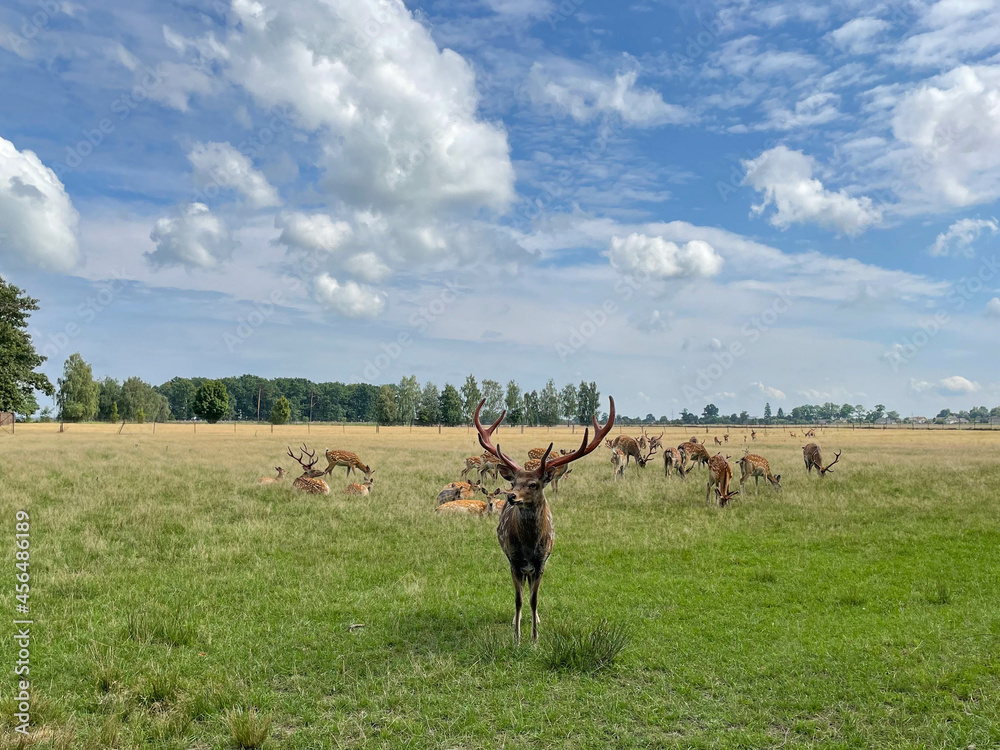 Naklejka premium a herd of deer in a field