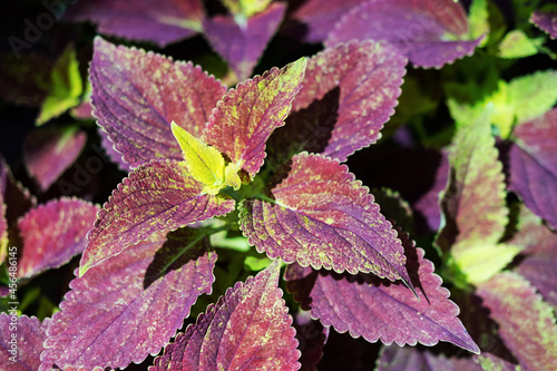 Alabama sunset coleus plant with red and yellow leaves, close-up. Plectranthus or Solenostemon scutellarioides plant, selective focus.