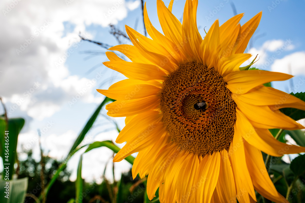 Naklejka premium big sunflower flower on blue sky background with bee