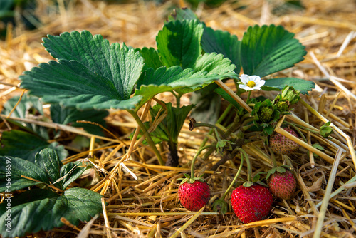 growing strawberries in the garden near the house