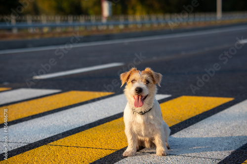 Jack Russell Terrier puppy runs alone on a pedestrian crossing across the road