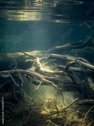 Underwater view of sunken trees on lake bottom