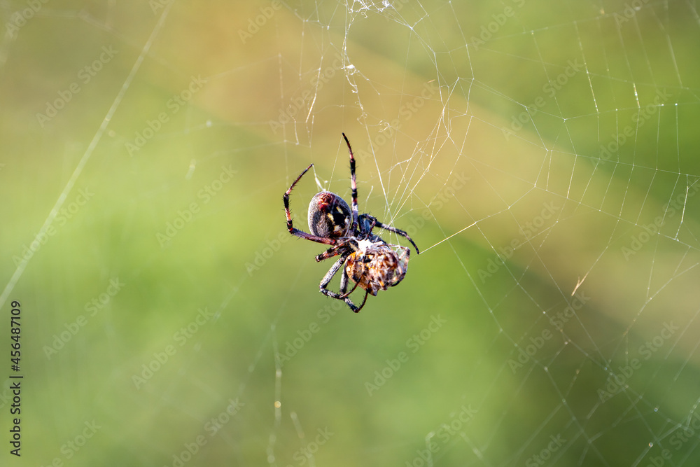 The spider has caught the prey and wraps it in a web. The spider has caught the prey and wraps it in a web.